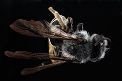 Andrena aliciae m by USGS Native Bee Inventory and Monitoring Laboratory. Used under a Public domain license.