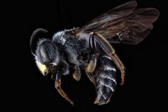Andrena aliciae m1 by USGS Native Bee Inventory and Monitoring Laboratory. Used under a Public domain license.