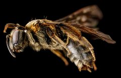 Andrena alleghaniensis by USGS Native Bee Inventory and Monitoring Laboratory. Used under a Public domain license.