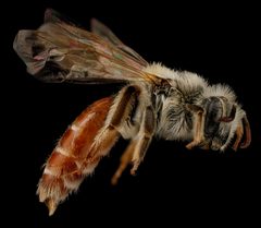 Andrena andrenoides f by USGS Native Bee Inventory and Monitoring Laboratory. Used under a Public domain license.