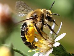 Andrena asteris-liftoff by Peterwchen. Used under a CC BY-SA 4.0 license.