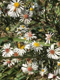 Andrena asteris 163285839 by smileyalyse. Used under a CC BY 4.0 license.