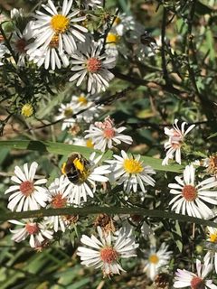 Andrena asteris 163285852 by smileyalyse. Used under a CC BY 4.0 license.