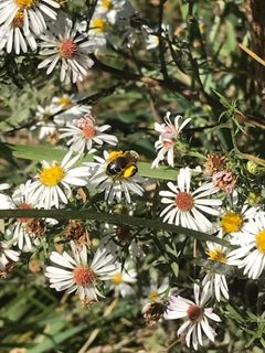 Andrena asteris 163285867 by smileyalyse. Used under a CC BY 4.0 license.