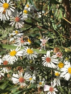 Andrena asteris 163285892 by smileyalyse. Used under a CC BY 4.0 license.