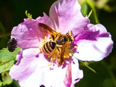 Andrena auricoma by Melissa McMasters. Used under a CC BY 4.0 license.