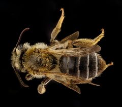 Andrena banksi f by USGS Native Bee Inventory and Monitoring Laboratory. Used under a Public domain license.