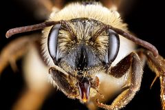 Andrena banksi f face by USGS Native Bee Inventory and Monitoring Laboratory. Used under a Public domain license.