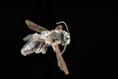 Andrena banksi m by USGS Native Bee Inventory and Monitoring Laboratory. Used under a Public domain license.