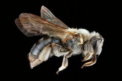 Andrena barbara female by USGS Native Bee Inventory and Monitoring Laboratory. Used under a Public domain license.