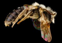 Andrena barbara m by USGS Native Bee Inventory and Monitoring Laboratory. Used under a Public domain license.