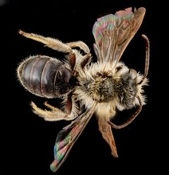 Andrena barbara male by USGS Native Bee Inventory and Monitoring Laboratory. Used under a Public domain license.