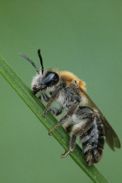 Andrena.barbilabris.-.lindsey by James K. Lindsey. Used under a CC BY-SA 3.0 license.
