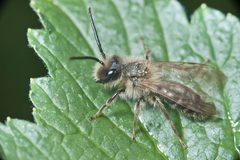 Andrena barbilabris-pjt by Pjt56 --- If you use the picture outside Wikipedia I would appreciate a short e-mail to pjt56@gmx.net or a message on my discussion page. Used under a CC BY-SA 4.0 license.