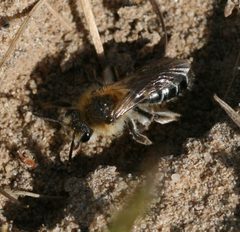 Andrena barbilabris - Flickr - S. Rae by S. Rae from Scotland, UK. Used under a CC BY 2.0 license.