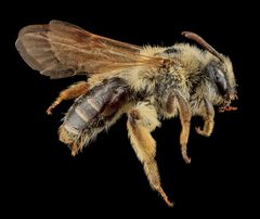 Andrena barbilabris f by USGS Bee Inventory and Monitoring Lab. Used under a CC BY 2.0 license.