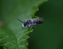 Andrena barbilabris m by Silversyrpher. Used under a CC BY 2.0 license.