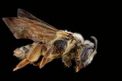 Andrena bisalicis by USGS Native Bee Inventory and Monitoring Laboratory. Used under a Public domain license.