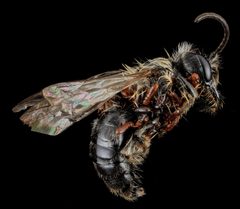 Andrena carlini by Sam Droege. Used under a CC BY 2.0 license.