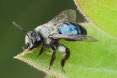 Cherry Plum Mining Bee imported from iNaturalist photo 77083266 on 12 March 2024 by (c) Garth Harwood, some rights reserved (CC BY). Used under a CC BY 4.0 license.