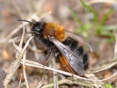 Andrena clarkella f2 by Aiwok. Used under a CC BY-SA 3.0 license.