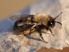 Andrena clarkella f20110327 by Aiwok. Used under a CC BY-SA 4.0 license.