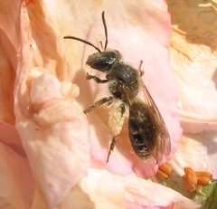 Andrena cornelli. 1 by Beatriz Moisset. Used under a CC BY-SA 4.0 license.