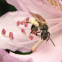 Andrena cornelli. 2 by Beatriz Moisset. Used under a CC BY-SA 4.0 license.