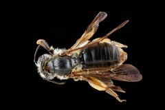 Andrena crataegi f by USGS Native Bee Inventory and Monitoring Laboratory. Used under a Public domain license.