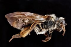 Andrena crataegi f1 by USGS Native Bee Inventory and Monitoring Laboratory. Used under a Public domain license.