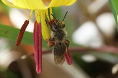 Andrena erythronii 120112162 by Amy Schnebelin. Used under a CC BY 4.0 license.