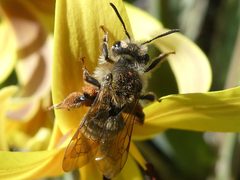 Andrena erythronii 195161874 by raffib128. Used under a CC0 license.