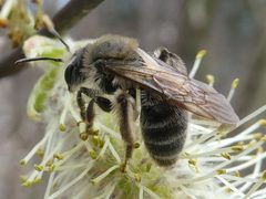 Andrena erythronii 195463399 by raffib128. Used under a CC0 license.