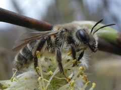 Andrena erythronii 195463431 by raffib128. Used under a CC0 license.