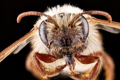 Andrena erythronii f face by USGS Native Bee Inventory and Monitoring Laboratory. Used under a Public domain license.