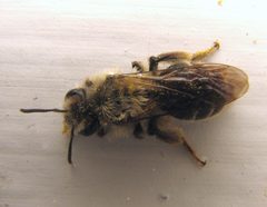 Andrena erythronii female by Beatriz Moisset. Used under a CC BY-SA 4.0 license.