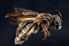 Andrena fragilis by USGS Native Bee Inventory and Monitoring Laboratory. Used under a Public domain license.
