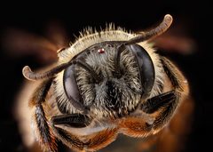 Andrena fragilis1 by USGS Native Bee Inventory and Monitoring Laboratory. Used under a Public domain license.