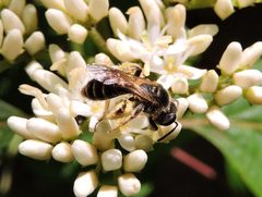 Andrena fragilis 4029062 by cwwood. Used under a CC BY-SA 4.0 license.