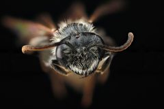 Andrena fragilis m by USGS Native Bee Inventory and Monitoring Laboratory. Used under a Public domain license.
