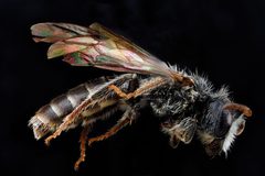 Andrena fragilis m1 by USGS Native Bee Inventory and Monitoring Laboratory. Used under a Public domain license.