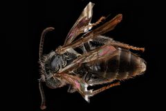 Andrena fragilis m2 by USGS Native Bee Inventory and Monitoring Laboratory. Used under a Public domain license.