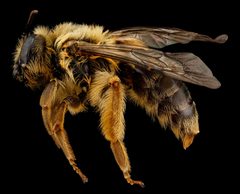 Andrena helianthi by USGS Native Bee Inventory and Monitoring Laboratory. Used under a Public domain license.
