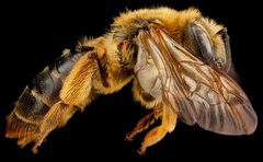 Andrena hilaris f by USGS Native Bee Inventory and Monitoring Laboratory. Used under a Public domain license.