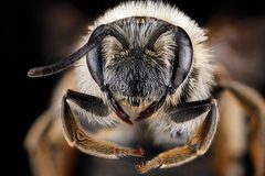 Andrena hippotes f face by USGS Native Bee Inventory and Monitoring Laboratory. Used under a Public domain license.