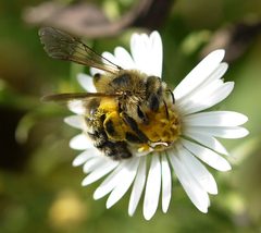 Andrena hirticincta 01 by Ilona Loser. Used under a CC BY-SA 4.0 license.