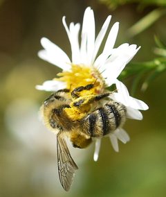 Andrena hirticincta 02 by Ilona Loser. Used under a CC BY-SA 4.0 license.