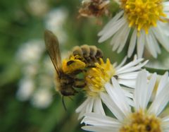 Andrena hirticincta 230971254 by Marilynn Miller. Used under a CC BY 4.0 license.