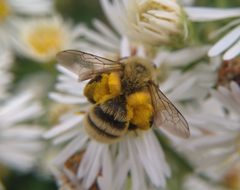 Andrena hirticincta 230971270 by Marilynn Miller. Used under a CC BY 4.0 license.