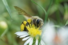 Andrena hirticincta 99928628 by Amy Schnebelin. Used under a CC BY 4.0 license.